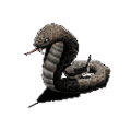 인도코브라